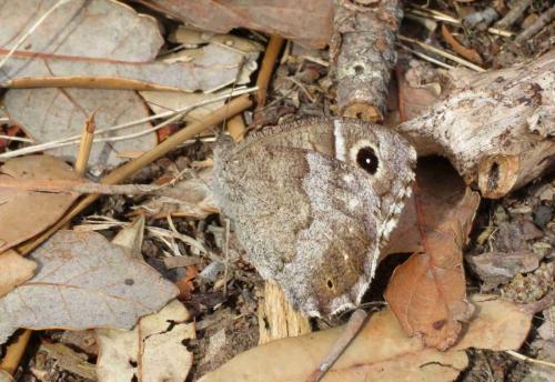 Réf. 282 747 : Hipparchia statilinus